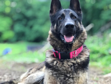 Best Dog Collar for German shepherd