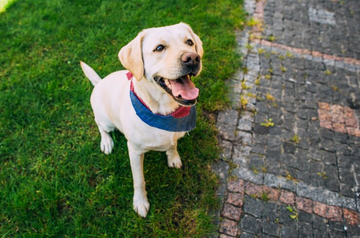 Best Dog Collar to Prevent Barking