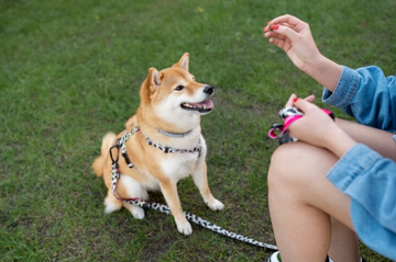 Best Dog Collar to Stop Pulling